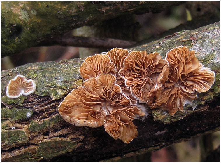 Crepidotus