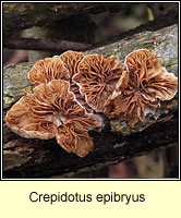 Crepidotus epibryus