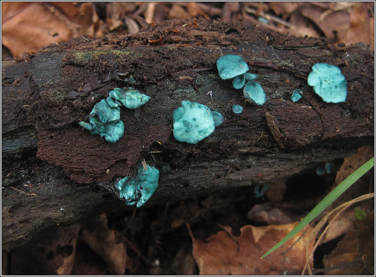 Chlorociboria aeruginascens, Green Elfcup