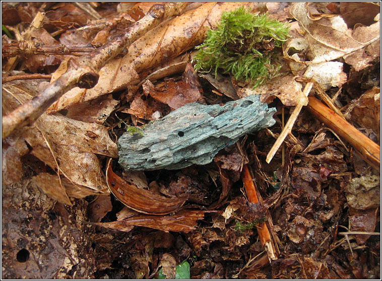 Chlorociboria aeruginascens, Green Elfcup