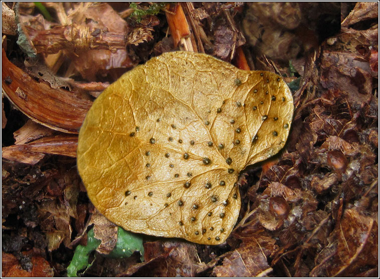 Trochila craterium, Ivy Speckle