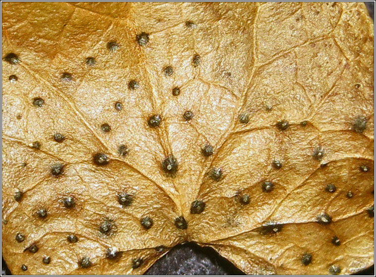 Trochila craterium, Ivy Speckle