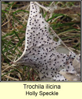 Trochila ilicina, Holly Speckle