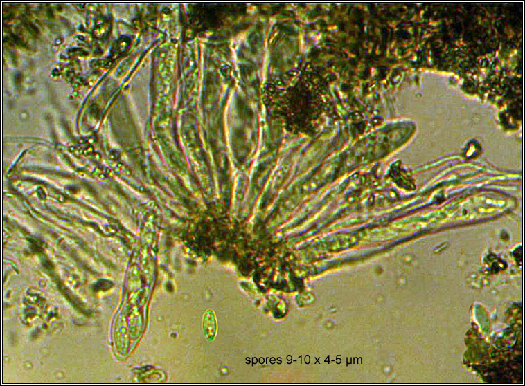 Trochila ilicina, Holly Speckle