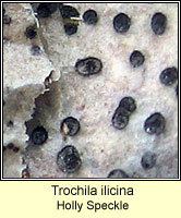 Trochila ilicina, Holly Speckle