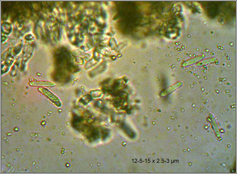 Phacidium multivalve