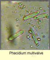 Phacidium multivalve