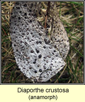 Phomopsis crustosa, Diaporthe crustosa