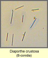 Phomopsis crustosa, Diaporthe crustosa