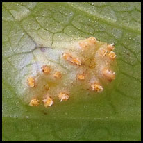 Puccinia smyrnii, Alexander's Rust