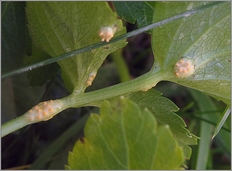 Puccinia smyrnii, Alexander's Rust