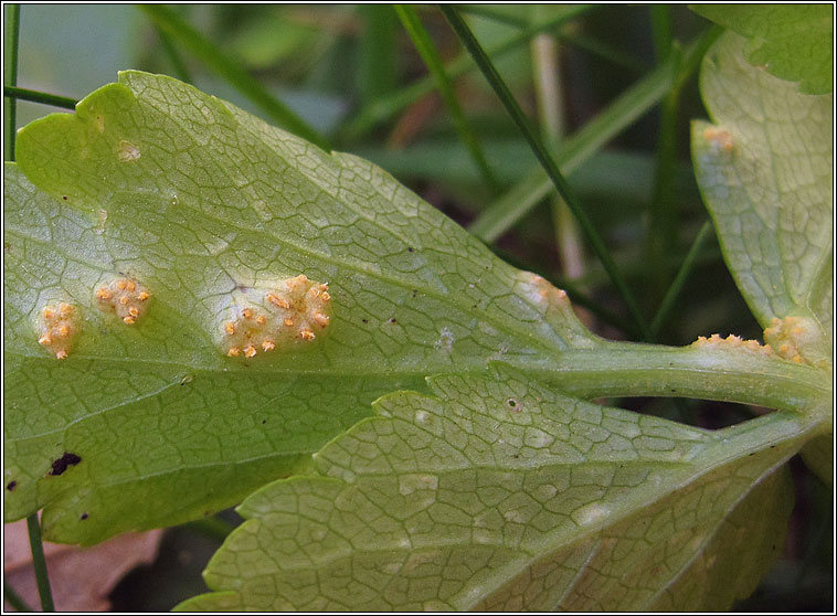 Puccinia smyrnii, Alexander's Rust