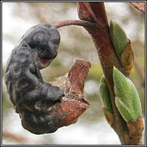 Willow Tar Spot, Rhytisma salicinum