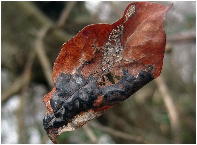 Willow Tar Spot, Rhytisma salicinum