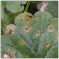 Puccinia glechomatis