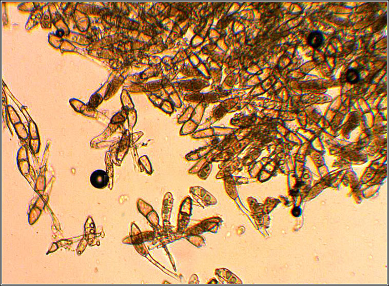 Puccinia glechomatis