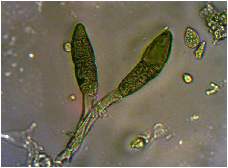 Puccinia glechomatis