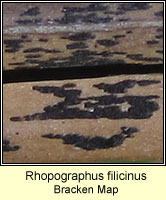 Rhopographus filicinus, Bracken Map