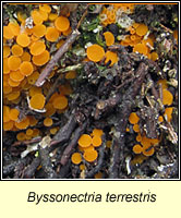 Byssonectria terrestris