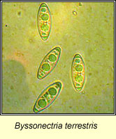 Byssonectria terrestris