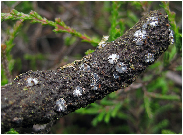 Mollisia obscura, Belonopsis obscura