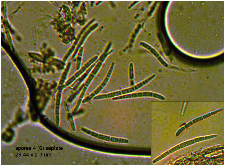 Mollisia obscura, Belonopsis obscura