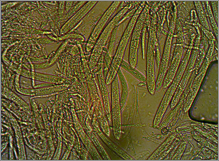 Mollisia obscura, Belonopsis obscura