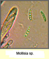 Mollisia