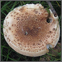 The Blusher, Amanita rubescens