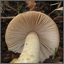 Tawny Grisette, Amanita fulva