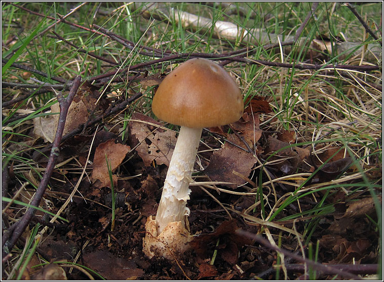 Tawny Grisette, Amanita fulva