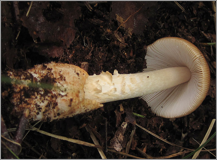 Tawny Grisette, Amanita fulva