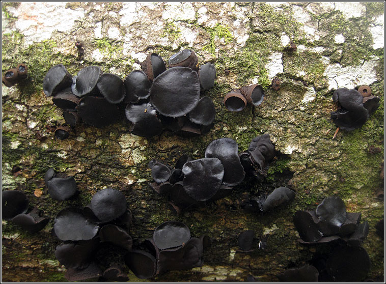 Black Bulgar, Bulgaria inquinans