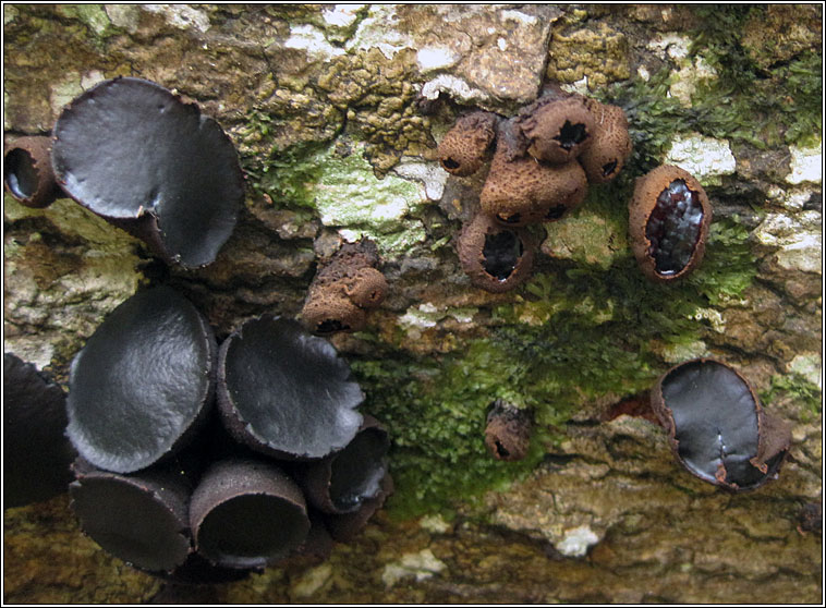 Black Bulgar, Bulgaria inquinans