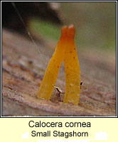 Calocera cornea, Small Stagshorn