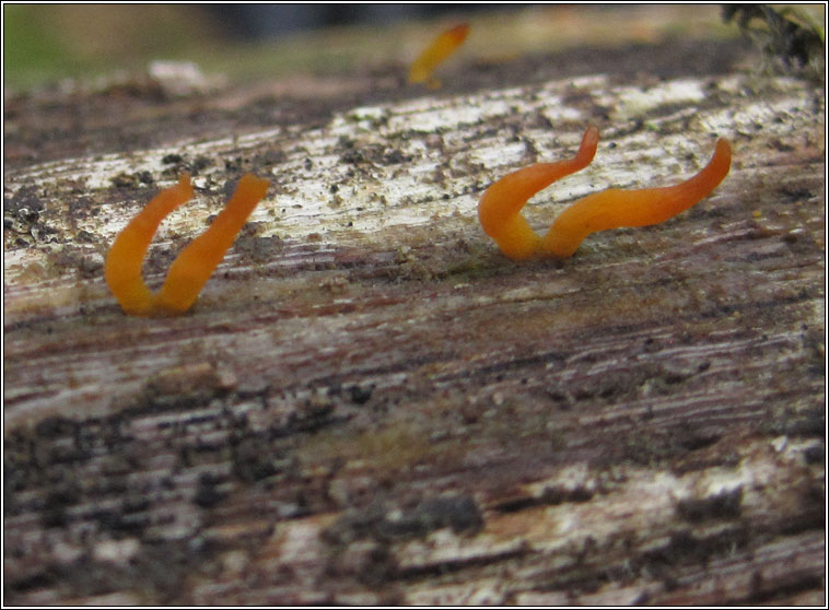 Small Stagshorn, Calocera cornea