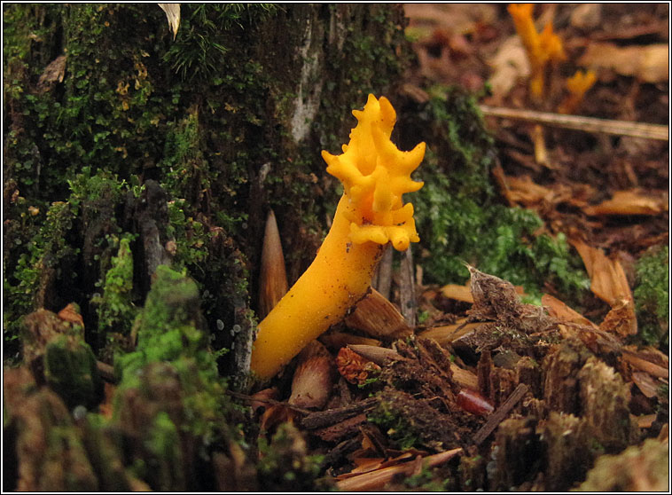 Clavulinopsis corniculata