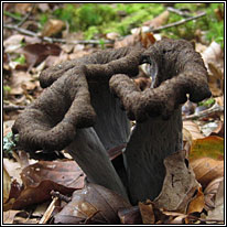 Horn of Plenty, Craterellus cornucopioides