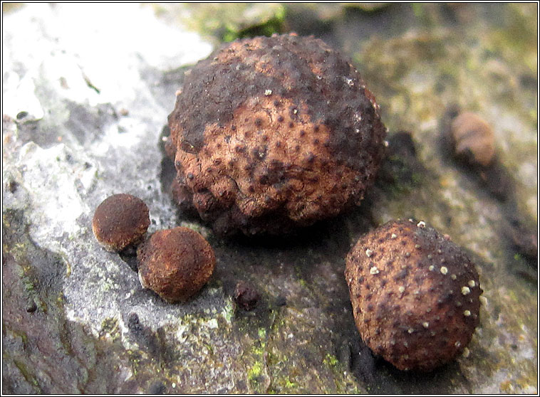 Beech woodwart, Hypoxylon fragiforme