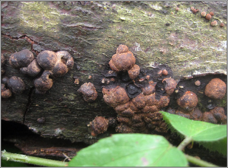 Beech woodwart, Hypoxylon fragiforme