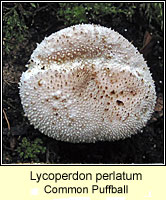 Lycoperdon perlatum, Common Puffball