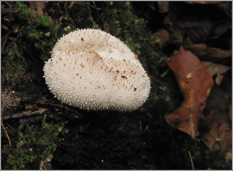 Common Puffball, Lycoperdon perlatum