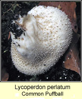 Lycoperdon perlatum, Common Puffball