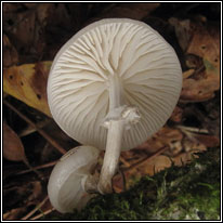 Porcelain Fungus, Oudemansiella mucida