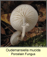 Oudemansiella mucida, Porcelain Fungus