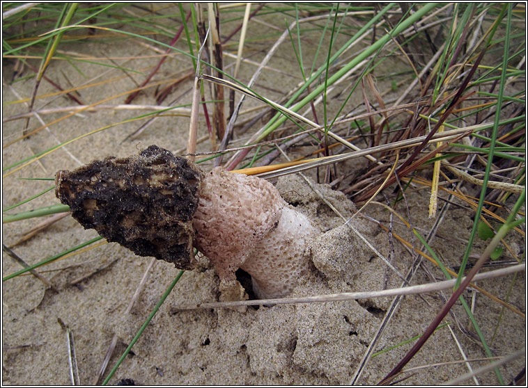 Stinkhorn, Phallus impudicus