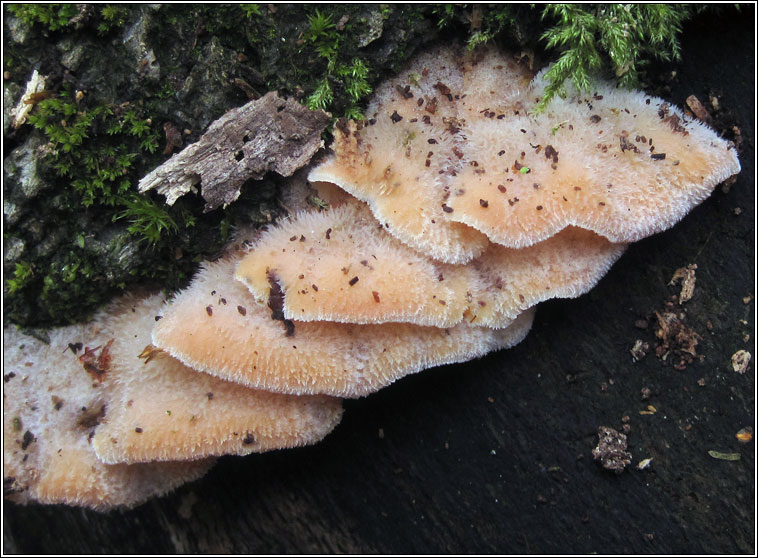 Jelly Rot, Phlebia tremellosa