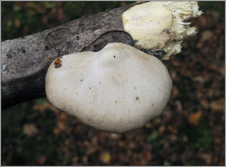 Oyster Mushroom, Pleurotus ostreatus