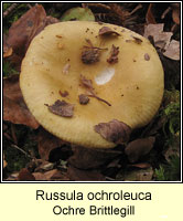 Russula ochroleuca, Ochre Brittlegill