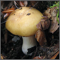 Ochre Brittlegill, Russula ochroleuca